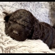 Irish Water Spaniel - Bitches