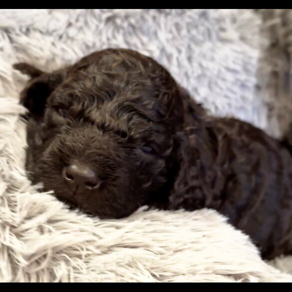 Irish Water Spaniel - Bitches