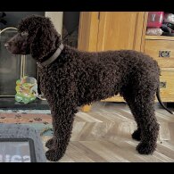 Irish Water Spaniel - Bitches