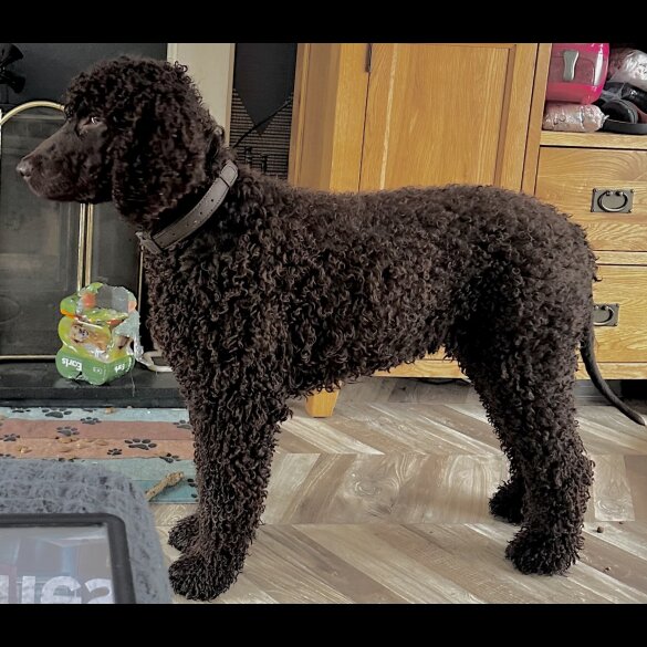 Irish Water Spaniel - Bitches