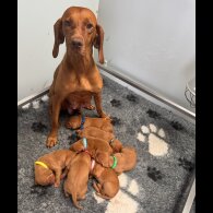 Hungarian Vizsla - Both