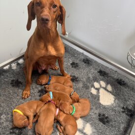 Hungarian Vizsla - Both