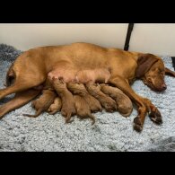 Hungarian Vizsla - Both