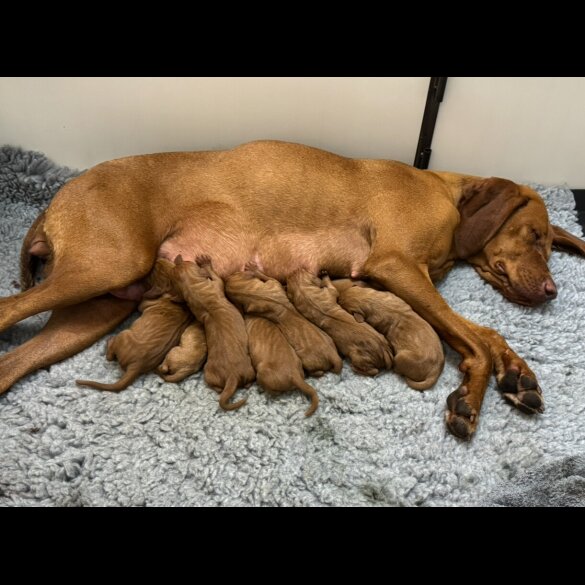 Hungarian Vizsla - Both