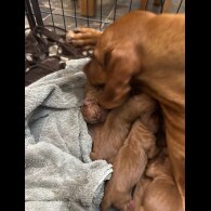 Hungarian Vizsla - Both