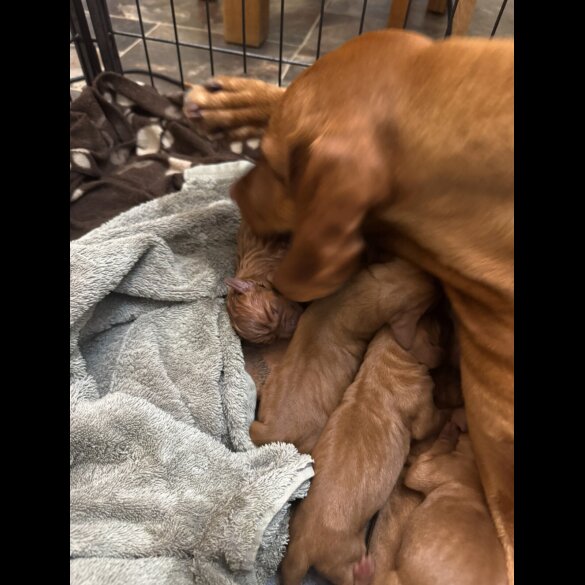 Hungarian Vizsla - Both