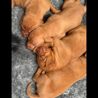 Hungarian Vizsla - Both