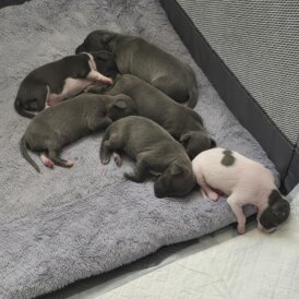 Italian Greyhound - Both