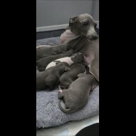 Italian Greyhound - Both