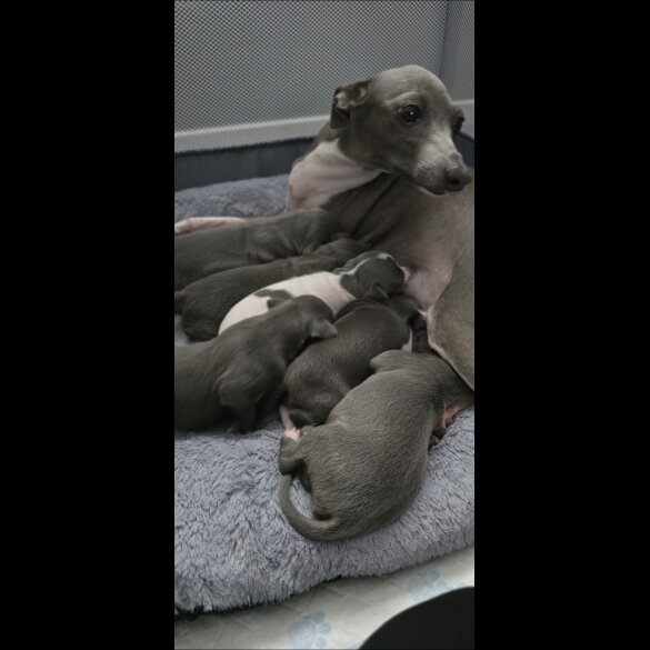 Italian Greyhound - Both