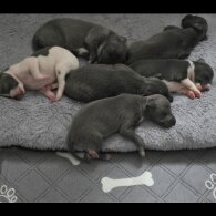 Italian Greyhound - Both
