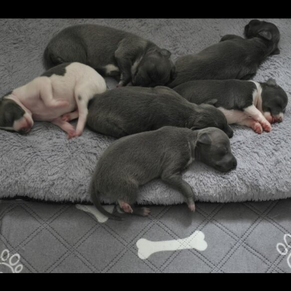 Italian Greyhound - Both