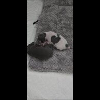 Italian Greyhound - Both