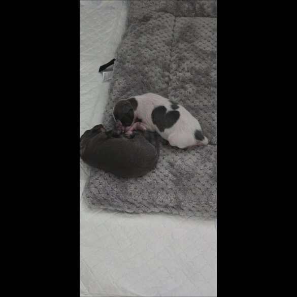 Italian Greyhound - Both