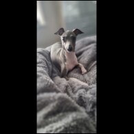 Italian Greyhound - Both