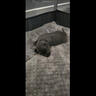 Italian Greyhound - Both