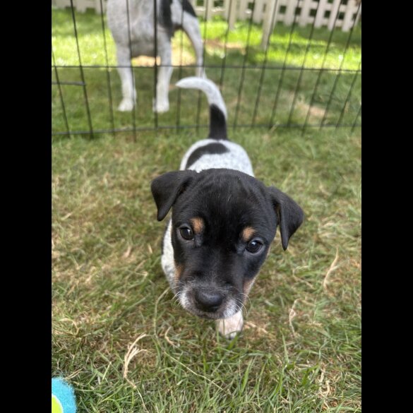 Jack Russell - Both