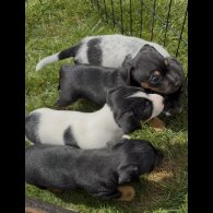 Jack Russell - Both