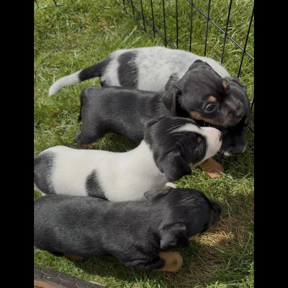 Jack Russell - Both