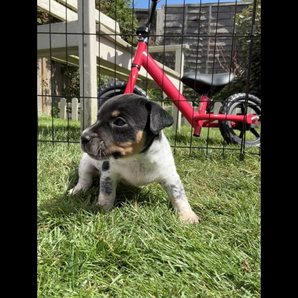 Jack Russell - Both