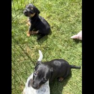 Jack Russell - Both