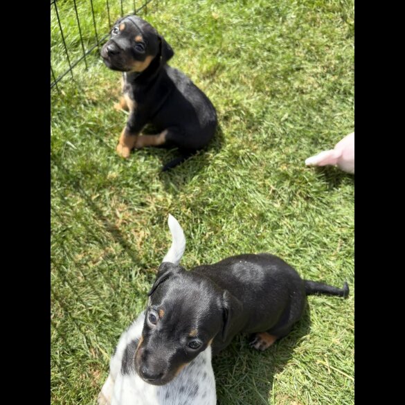 Jack Russell - Both
