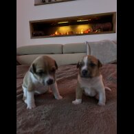 Jack Russell - Both