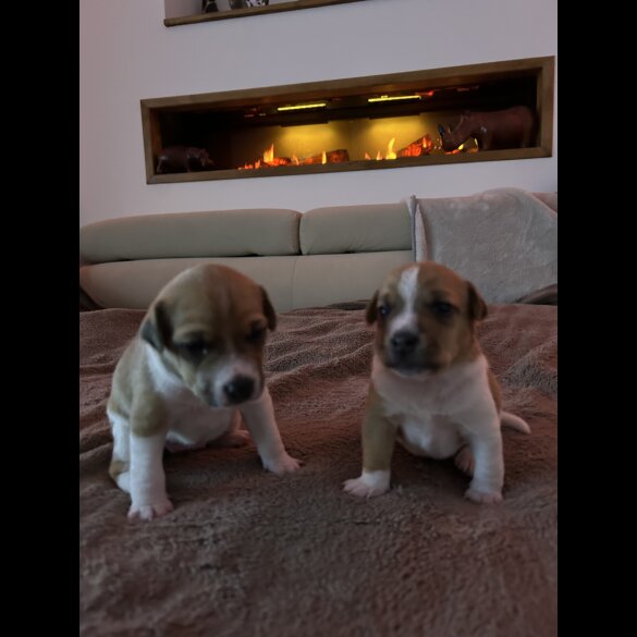 Jack Russell - Both