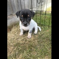 Jack Russell - Both
