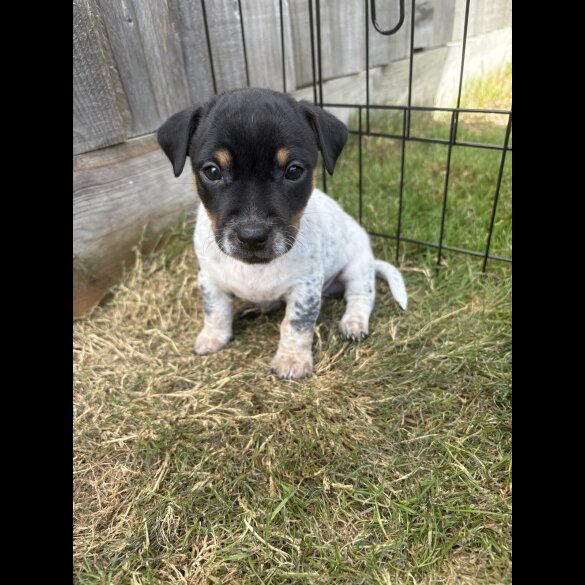 Jack Russell - Both