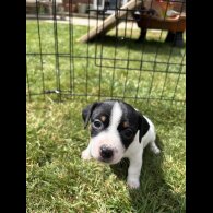 Jack Russell - Both