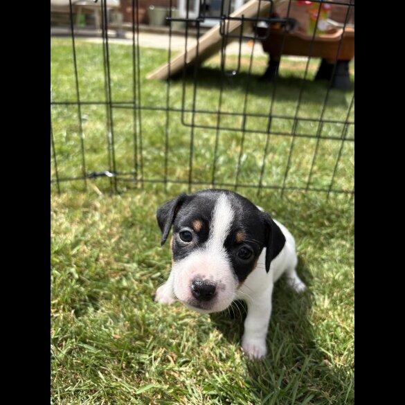 Jack Russell - Both