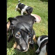 Jack Russell - Both