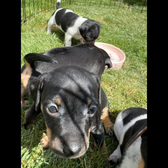Jack Russell - Both
