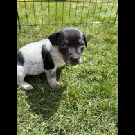Jack Russell - Both