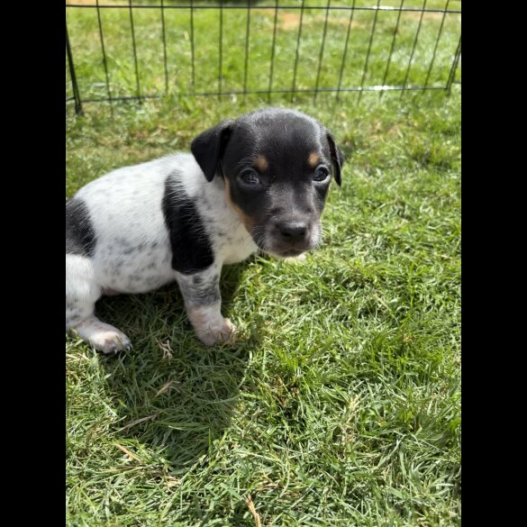 Jack Russell - Both