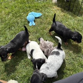 Jack Russell - Both