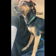 Jack Russell - Both