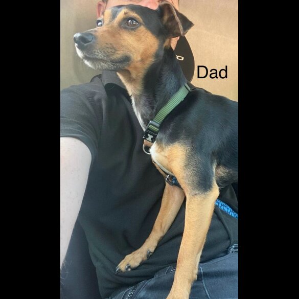 Jack Russell - Both