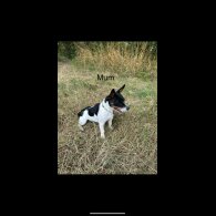 Jack Russell - Both