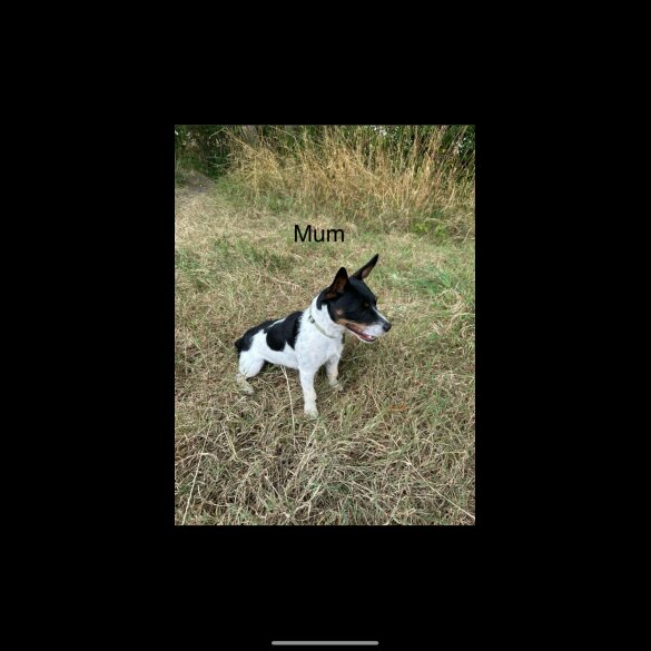 Jack Russell - Both
