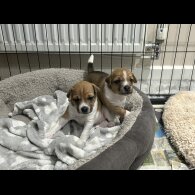 Jack Russell - Both