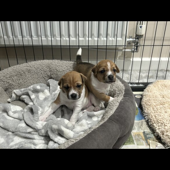 Jack Russell - Both