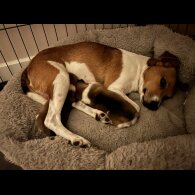 Jack Russell - Both