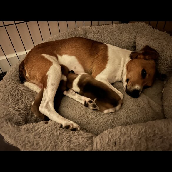 Jack Russell - Both