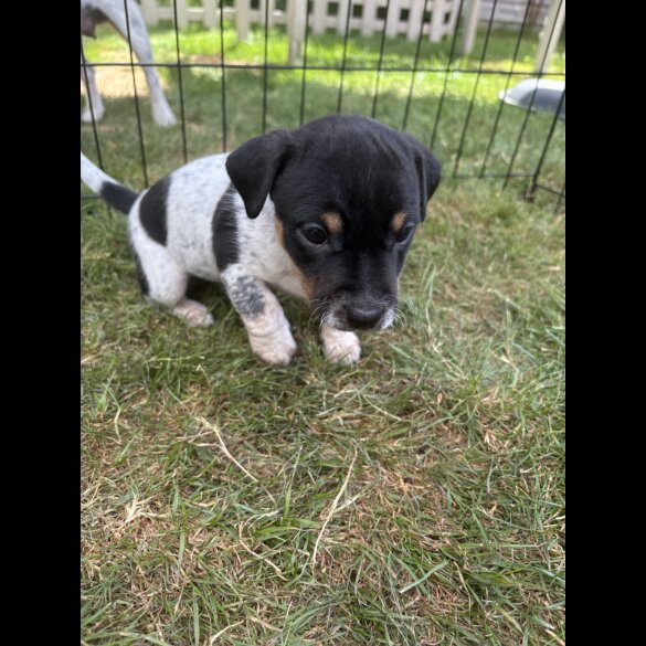 Jack Russell - Both