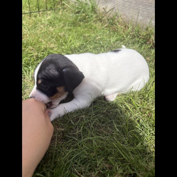 Jack Russell - Both
