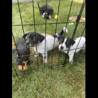 Jack Russell - Both