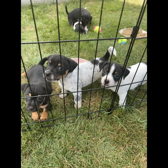 Jack Russell - Both