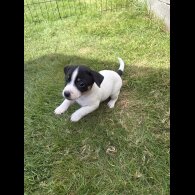 Jack Russell - Both